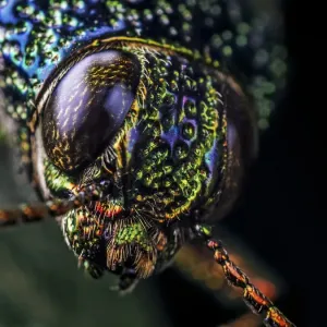 Close-up Print of a Metallic Jewel Beetle Close-up Print of a Metallic Jewel Beetle