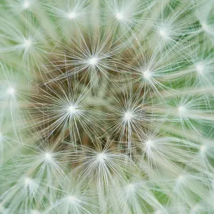 Close-up of a Mountain hawkbit seed head, Print Close-up of a Mountain hawkbit seed head, Print