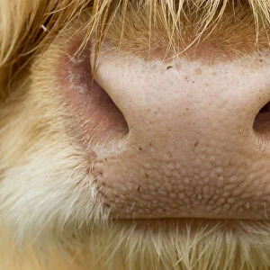 Close-up of the nose of a Highland cow (Bos taurus) Isle of Lewis, Outer Hebrides