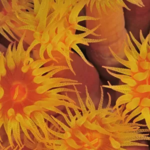 Close-up of the polyps out of a coral tree (Tubastraea coccinea) at night, Baja