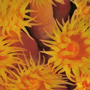 Tubastraea coccinea Coral Polyps Print Tubastraea coccinea Coral Polyps Print