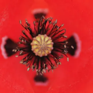 Colours Collection: Red