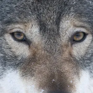European Grey Wolf Print, Close-up Portrait European Grey Wolf Print, Close-up Portrait