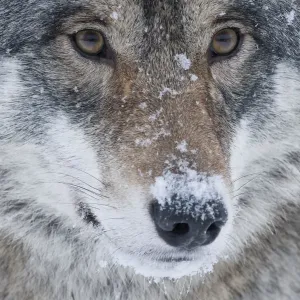 Close-up portrait of a European grey wolf (Canis lupus), captive, Norway, February Close-up portrait of a European grey wolf (Canis lupus), captive, Norway, February