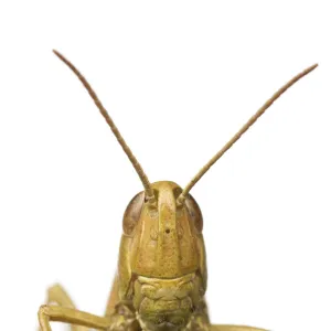 Close-up portrait of a Lesser marsh grasshopper (Chorthippus albomarginatus), Leicestershire