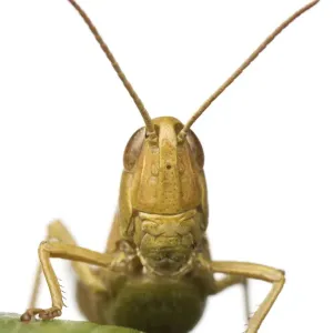 Close-up portrait of a Lesser marsh grasshopper (Chorthippus albomarginatus), Leicestershire Close-up portrait of a Lesser marsh grasshopper (Chorthippus albomarginatus), Leicestershire
