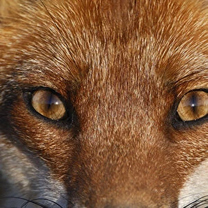 Close-up portrait of a Red Fox (Vulpes vulpes). Vosges, France, June