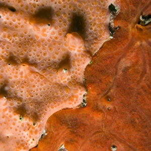 Close-up of rock covered with encrusting sponge (Spirastrella cunctatrix) and (Phorbas