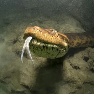 Close-up underwater print of a Green anaconda Close-up underwater print of a Green anaconda