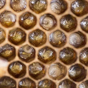 Close up view of Honey Bee comb showing larvae in cells Norfolk, England, June 2017