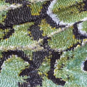 Close up of wing of Merveille-du-Jour moth (Dichonia aprilina), with scales clearly visible
