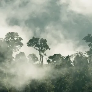 Forêt de nuage de la chaîne Talamanca, Réserves Talamanca Range-La Amistad / La Amistad. Forêt de nuage de la chaîne Talamanca, Réserves Talamanca Range-La Amistad / La Amistad.