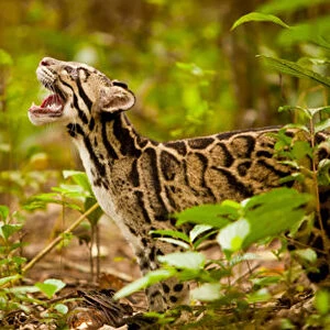 Clouded leopard (Neofelis nebulosa) in profile with mouth open, Assam, India, captive