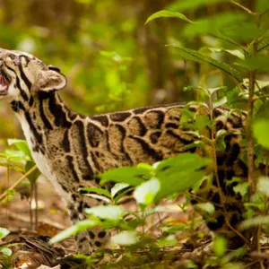 Clouded leopard (Neofelis nebulosa) in profile with mouth open, Assam, India, captive