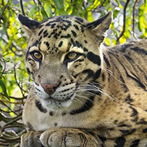 Clouded leopard (Neofelis nebulosa) portrait, captive, occurs in the Himalayas
