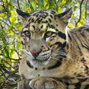 Portrait de léopard des nuages (Neofelis nebulosa), captif, se rencontre dans les Himalayas. Portrait de léopard des nuages (Neofelis nebulosa), captif, se rencontre dans les Himalayas.