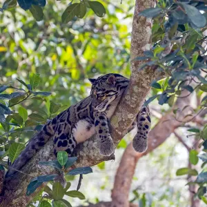 Clouded leopard (Neofelis nebulosa) resting in tree, Tripura state, India. Captive Clouded leopard (Neofelis nebulosa) resting in tree, Tripura state, India. Captive