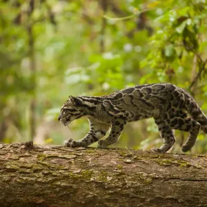 Clouded leopard (Neofelis nebulosa) walking along fallen tree trunk, Assam, India, captive Clouded leopard (Neofelis nebulosa) walking along fallen tree trunk, Assam, India, captive
