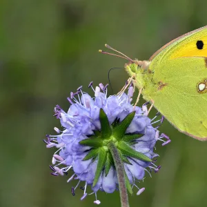 Clouded yellow butterfly (Colias crocea) feeding on Devils bit scabious (Succisa pratensis)