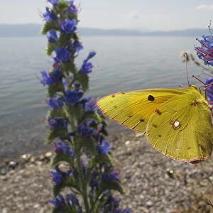 Clouded yellow butterfly (Colias croceus) feeding on Vipers bugloss (Echium vulgare) Lagadin region