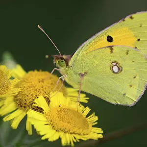 Clouded yellow butterfly (Colias croceus) on Fleabane. Dorset, UK, August