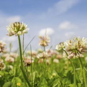 Clover (Trifolium sp) flowers in unmown lawn, Monmouthshire, Wales, UK, June