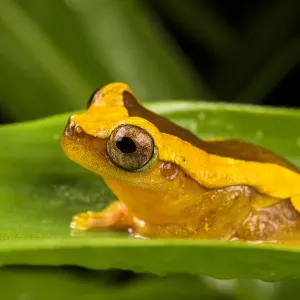 Clown Frog Print, Villa Carmen Biological Station Clown Frog Print, Villa Carmen Biological Station