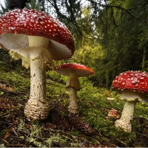 Cúmulo de setas Amanita muscaria (Amanita muscaria). Cúmulo de setas Amanita muscaria (Amanita muscaria).