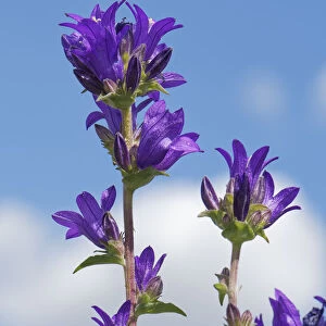 Clustered bellflower (Campanula glomerata) against sky. Pewsey Downs National Nature