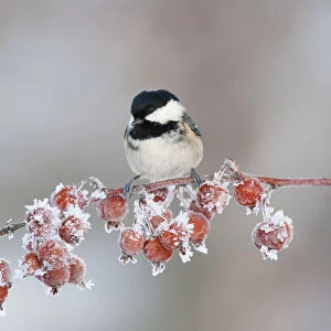 Coal tit (Periparus ater) adult in winter, perched on twig with frozen crab apples
