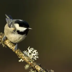 Coal Tit (Periparus / Parus ater) perched with lichen. Scotland, February Coal Tit (Periparus / Parus ater) perched with lichen. Scotland, February