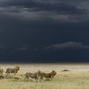 Coalition of male Lions (Panthera leo) in grassland before storm, Masai-Mara game reserve