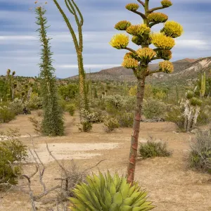 Coastal Agave Flowering Print: Sonoran Desert Bloom Coastal Agave Flowering Print: Sonoran Desert Bloom