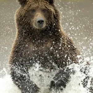 Coastal brown bear (Ursus arctos) fishing, Lake Clarke National Park, Alaska, September Coastal brown bear (Ursus arctos) fishing, Lake Clarke National Park, Alaska, September