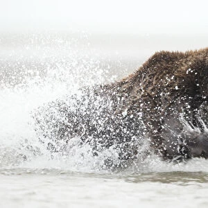 Coastal brown bear (Ursus arctos) fishing, Lake Clarke National Park, Alaska, September
