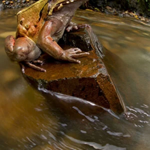 Coastal Ecuador smoky jungle frog / Choco jungle-frog (Leptodactylus peritoaktites)