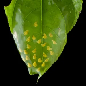 Coastal glassfrog (Cochranella litoralis) on leaf with eggs. San Lorenzo, Esmeraldas, Ecuador