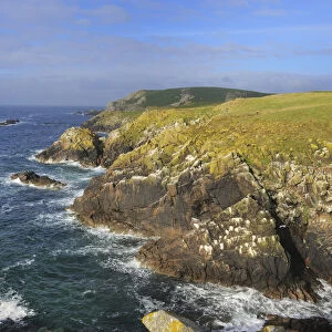 Coastal landscape with rocky headland, Great Saltee Island, County Wexford, Republic of Ireland