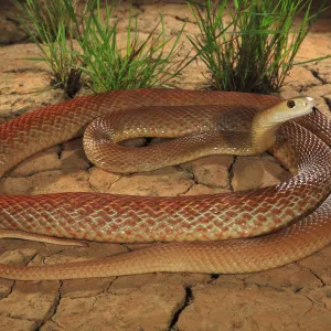 Coastal taipan (Oxyuranus scutellatus) tasting air, Julatten, north Queensland, Australia