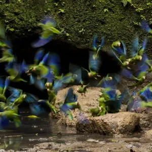 Cobalt-Winged Parakeets (Brotogeris cyanoptera) and an Orange-Cheek Parrot (Pionopsitta Cobalt-Winged Parakeets (Brotogeris cyanoptera) and an Orange-Cheek Parrot (Pionopsitta