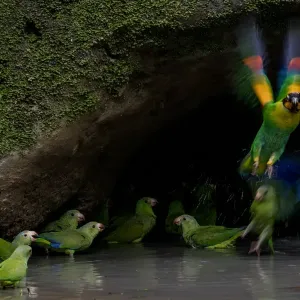 Cobalt-winged parakeets (Brotogeris cyanoptera) and an Orange-cheek parrot (Pionopsitta Cobalt-winged parakeets (Brotogeris cyanoptera) and an Orange-cheek parrot (Pionopsitta