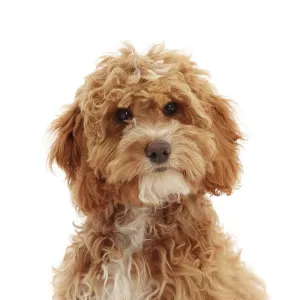 Poodle 14 Week Old Cockapoo Grown Cockapoo 12 Week Old Cockapoo 12