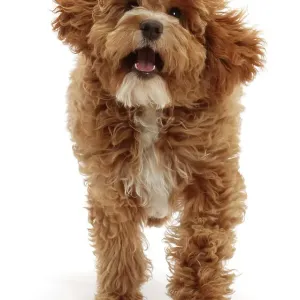 Perro cockapoo, de 18 semanas de edad, corriendo, retrato. Perro cockapoo, de 18 semanas de edad, corriendo, retrato.
