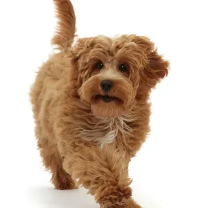 Perro cockapoo de 4 meses, corriendo, retrato. Perro cockapoo de 4 meses, corriendo, retrato.