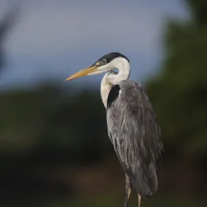 Cocoi heron (Ardea cocoi) resting portrait, Pantanal, Brazil