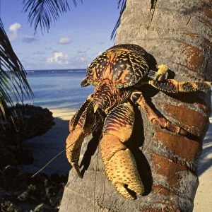 Coconut / Robber crab (Birgus latros) climbing coconut tree, Aldabra Seychelles
