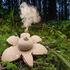 Geastrum michelianum en el suelo de la foresta, dispersando esporas. Esta especie dispersa sus esporas cuando las gotas de lluvia golpean el cuerpo fructífero, aquí el hongo ha sido golpeado con una rama para simular esto, Parque Nacional del Distrito Pea Geastrum michelianum en el suelo de la foresta, dispersando esporas. Esta especie dispersa sus esporas cuando las gotas de lluvia golpean el cuerpo fructífero, aquí el hongo ha sido golpeado con una rama para simular esto, Parque Nacional del Distrito Pea