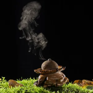 Collared earthstar (Geastrum triplex) releasing spores, Hampshire, England, UK, November