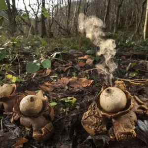 Collared Earthstar Fungus Print Collared Earthstar Fungus Print
