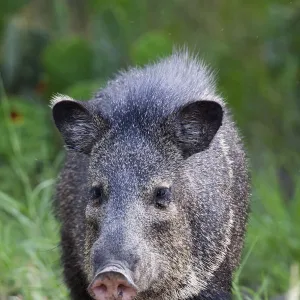 Collared peccary (Pecari tajacu) Laredo Borderlands, Texas, USA. April